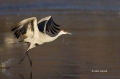 New-Mexico;Sandhill-Crane;Crane;Flight;Southwest-USA;Grus-canadensis;Flying-bird